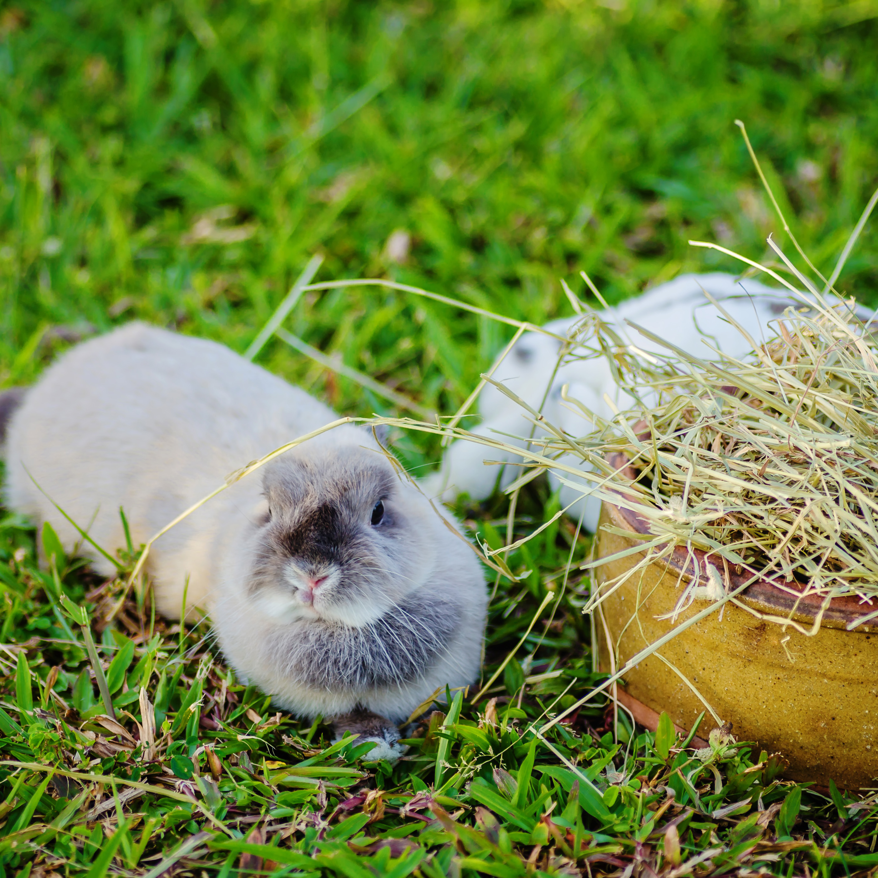 Küüliku toitumine: mida anda ja mida kindlasti vältida?